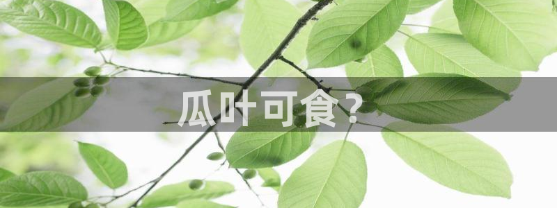 51吃瓜热心张津瑜：瓜叶可食？